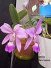 Cattleya walkeriana 